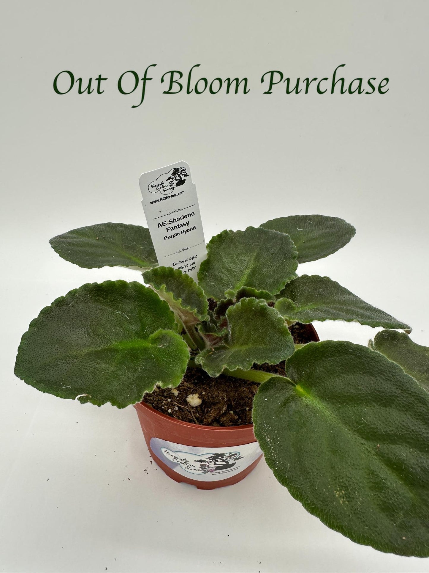 AE Sharlene Fantasy Dk Purple Hybrid - Live African Violet 4