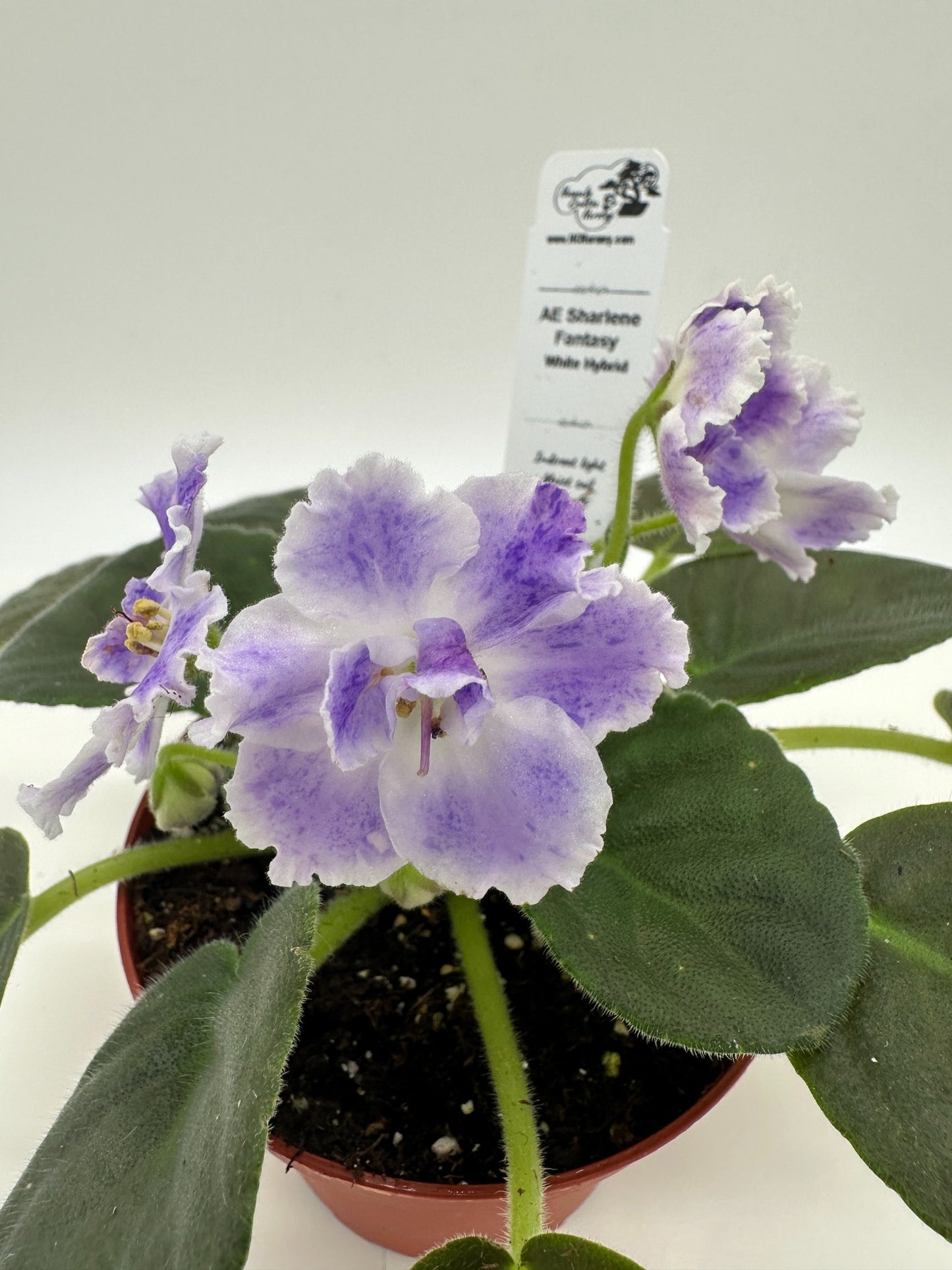 AE Sharlene Fantasy White Hybrid - Live African Violet 4