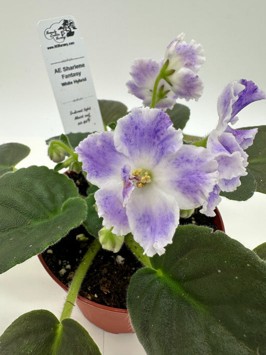 AE Sharlene Fantasy White Hybrid - Live African Violet 4