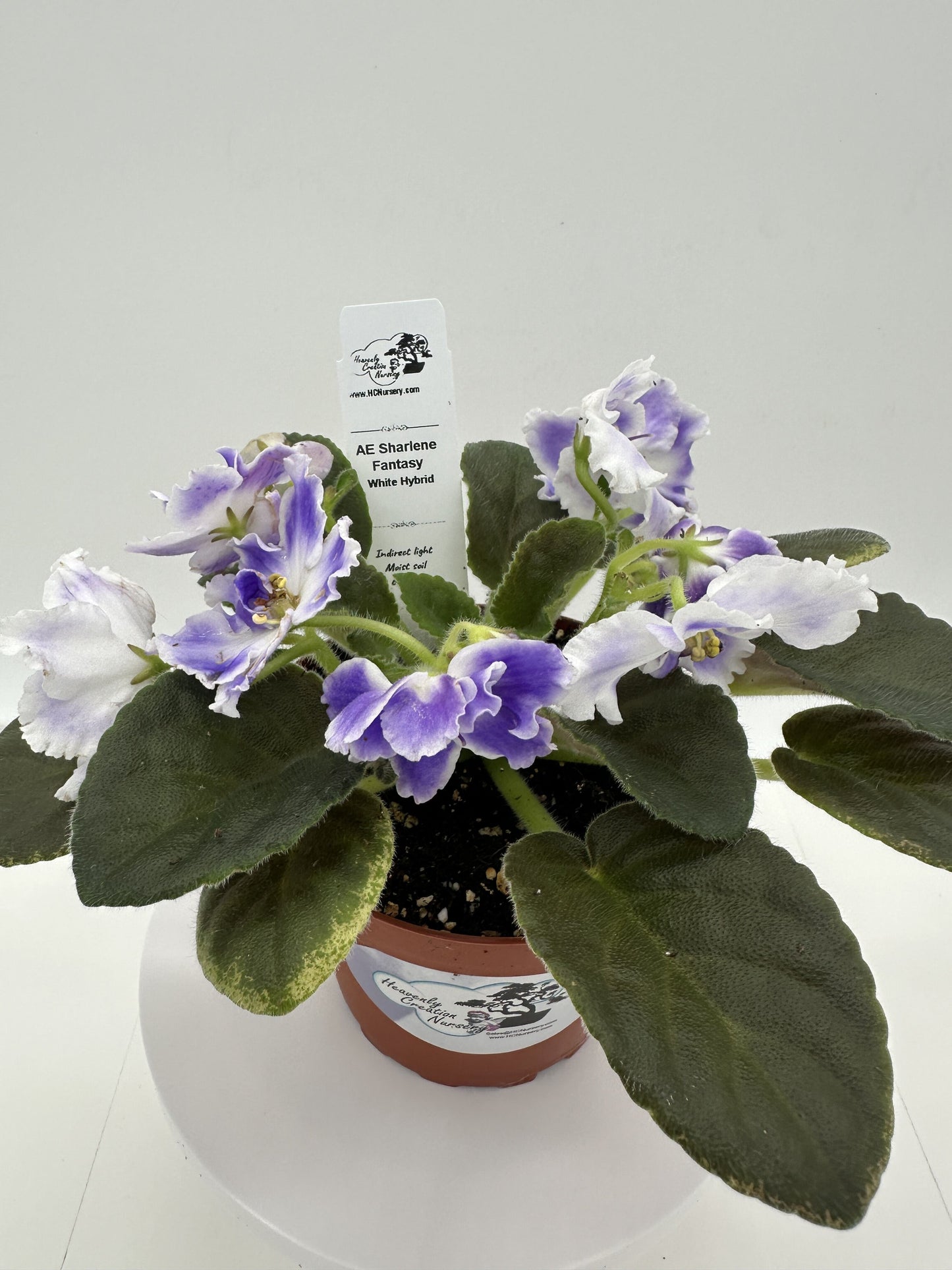 AE Sharlene Fantasy White Hybrid - Live African Violet 4