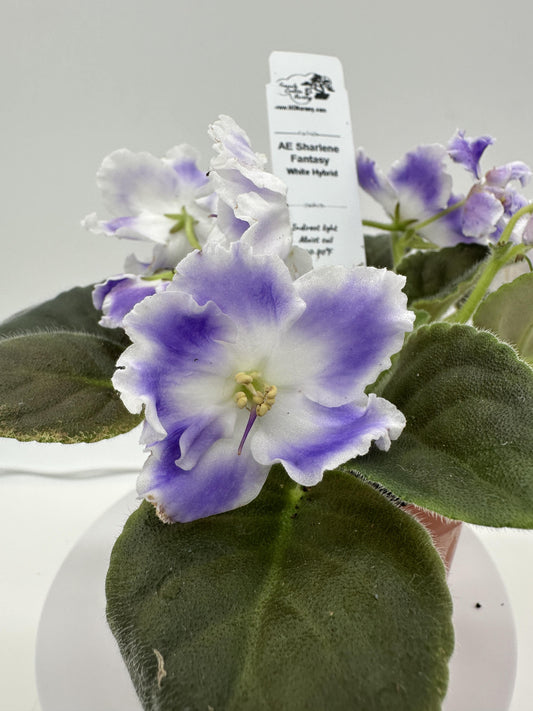 AE Sharlene Fantasy White Hybrid - Live African Violet 4
