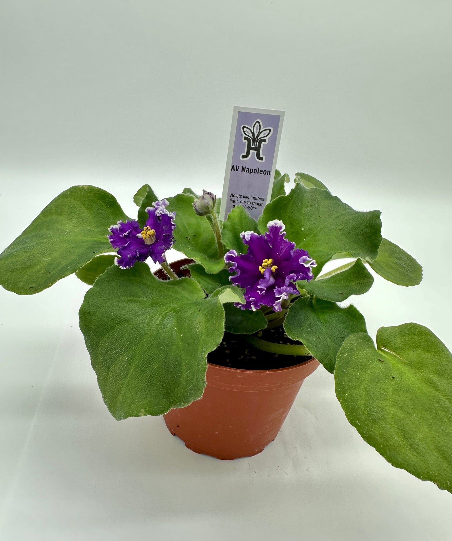 AV Napoleon - Live African Violet 4"