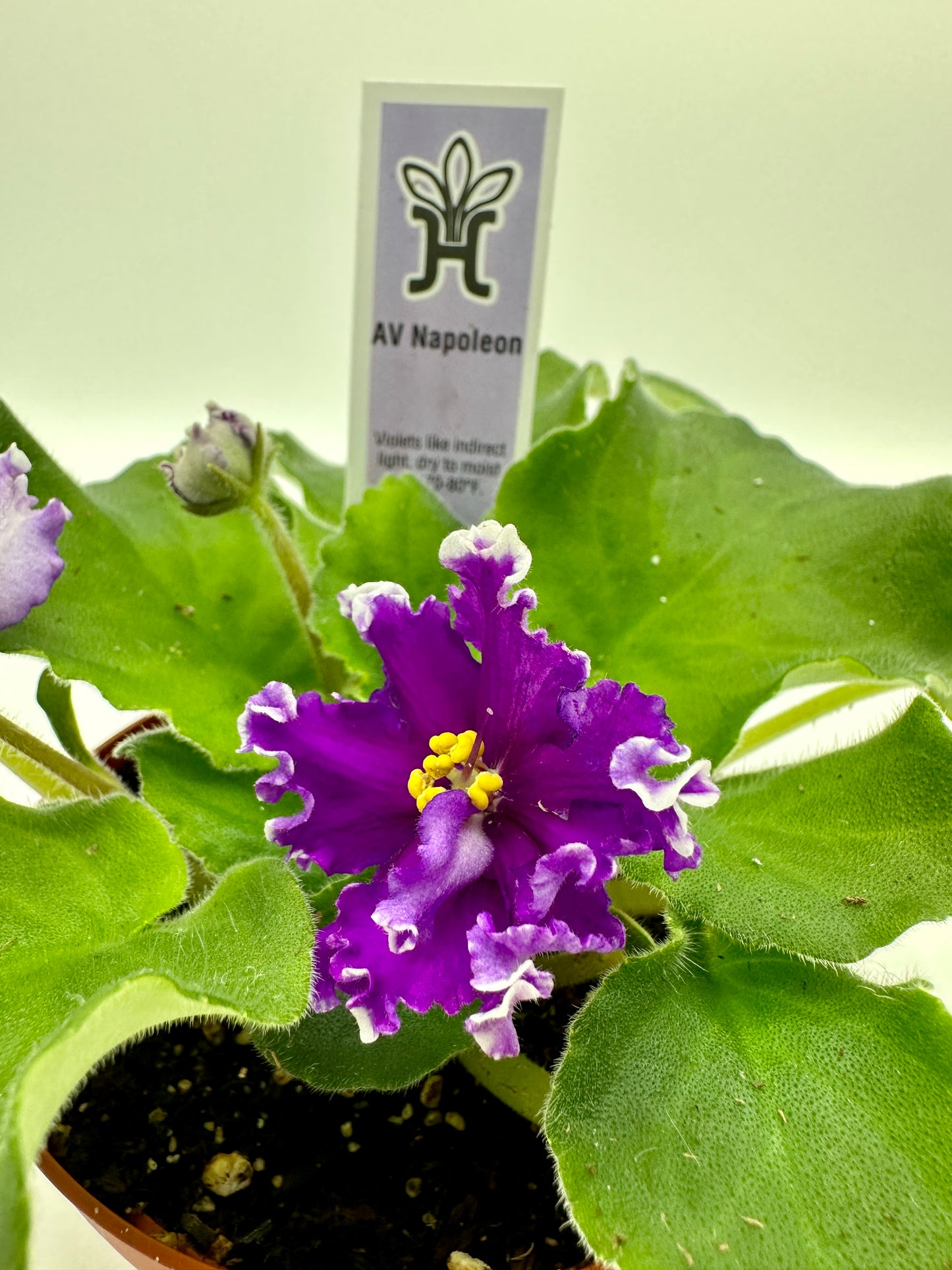 AV Napoleon - Live African Violet 4"