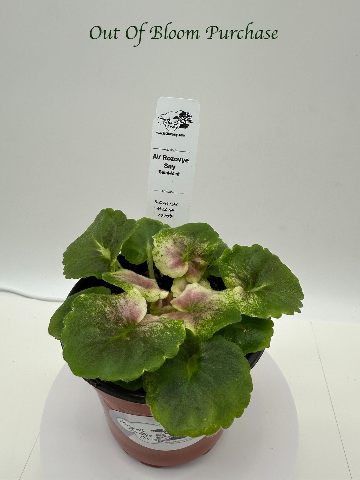AV Rozovye Sny - Live African Violet 4"