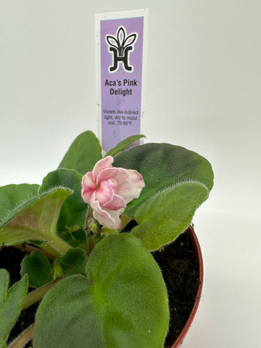 Aca's Pink Delight - Live African Violet 4"