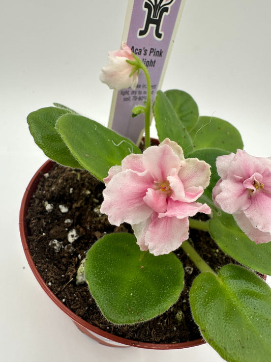 Aca's Pink Delight - Live African Violet 4"
