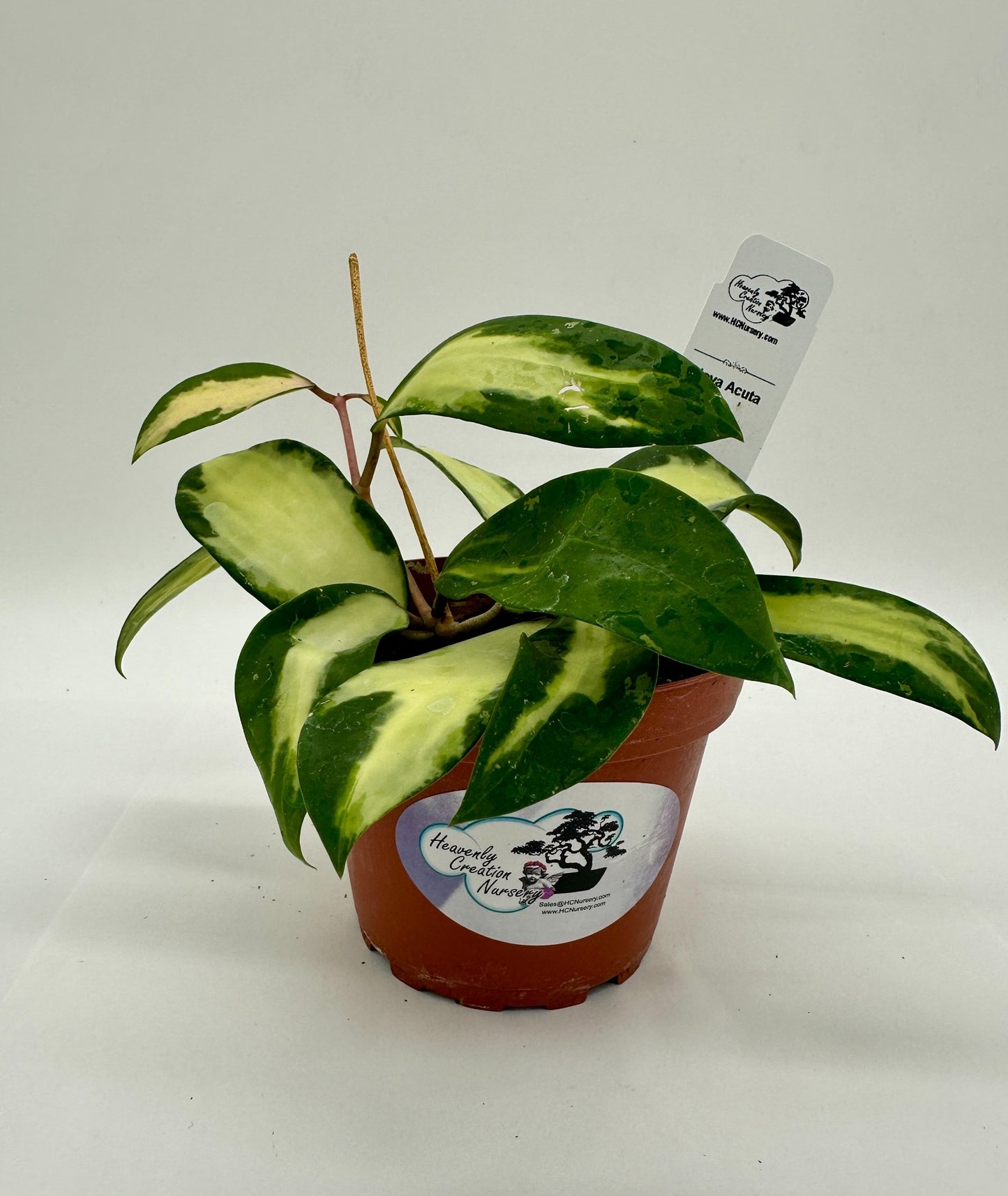 Acuta - Live Hoya 4"