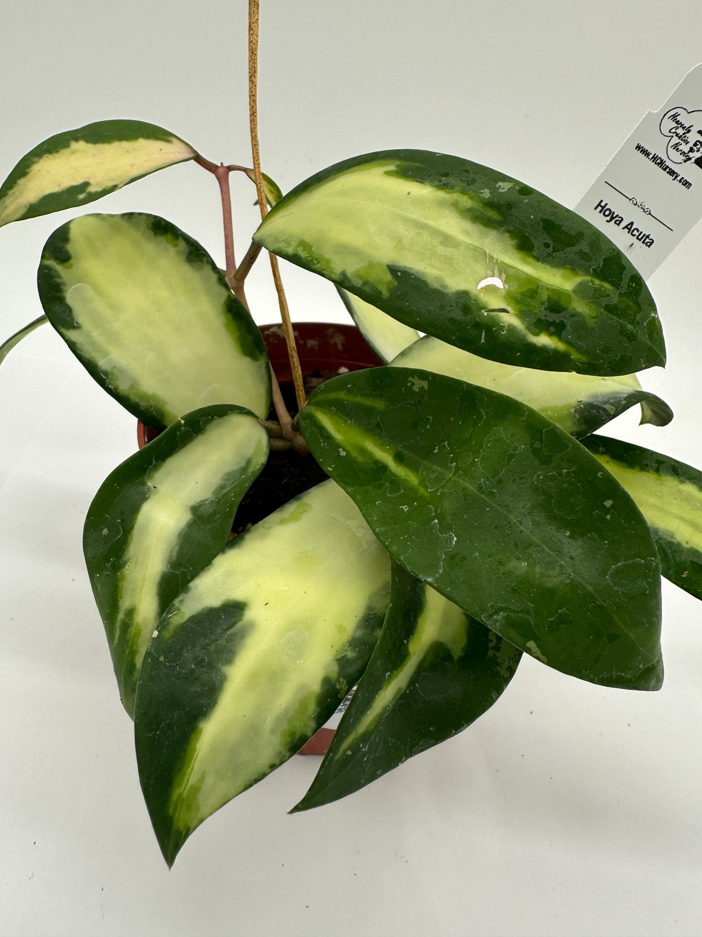 Acuta - Live Hoya 4"