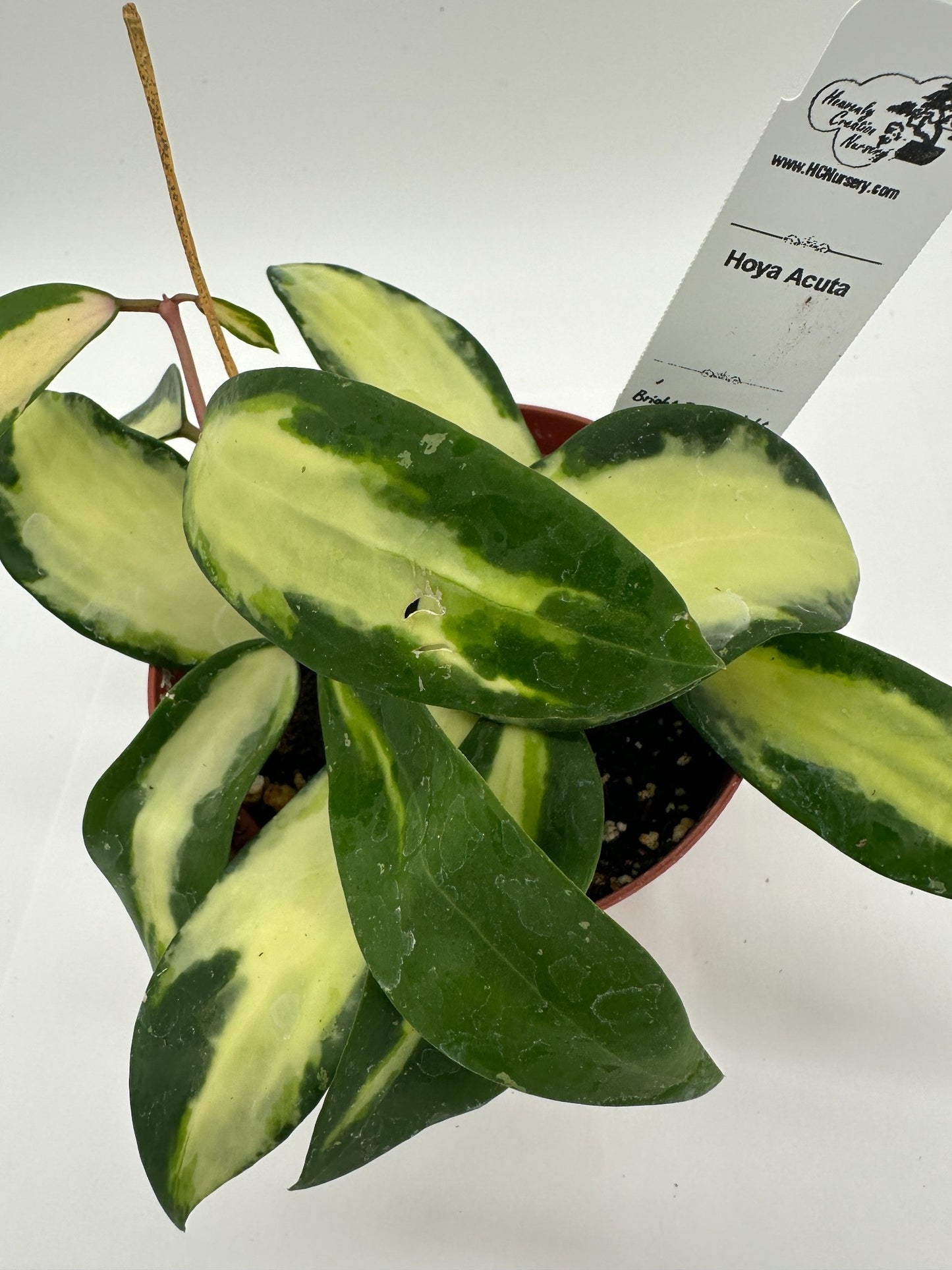 Acuta - Live Hoya 4"