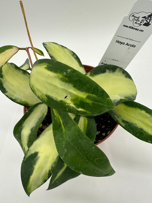 Acuta - Live Hoya 4"
