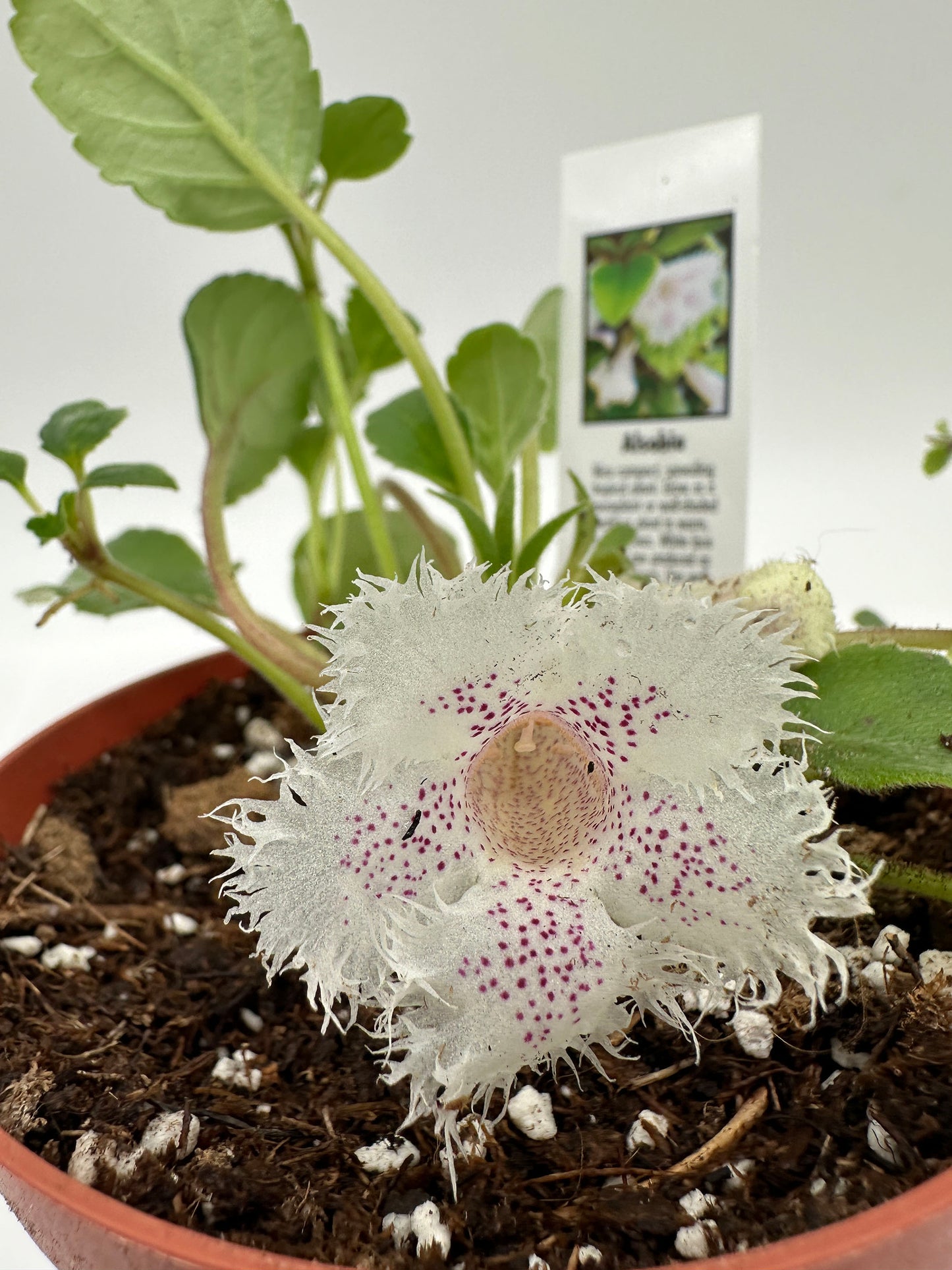 Alsobia 'Cygnet' - Live Plant 6" Hanging Basket