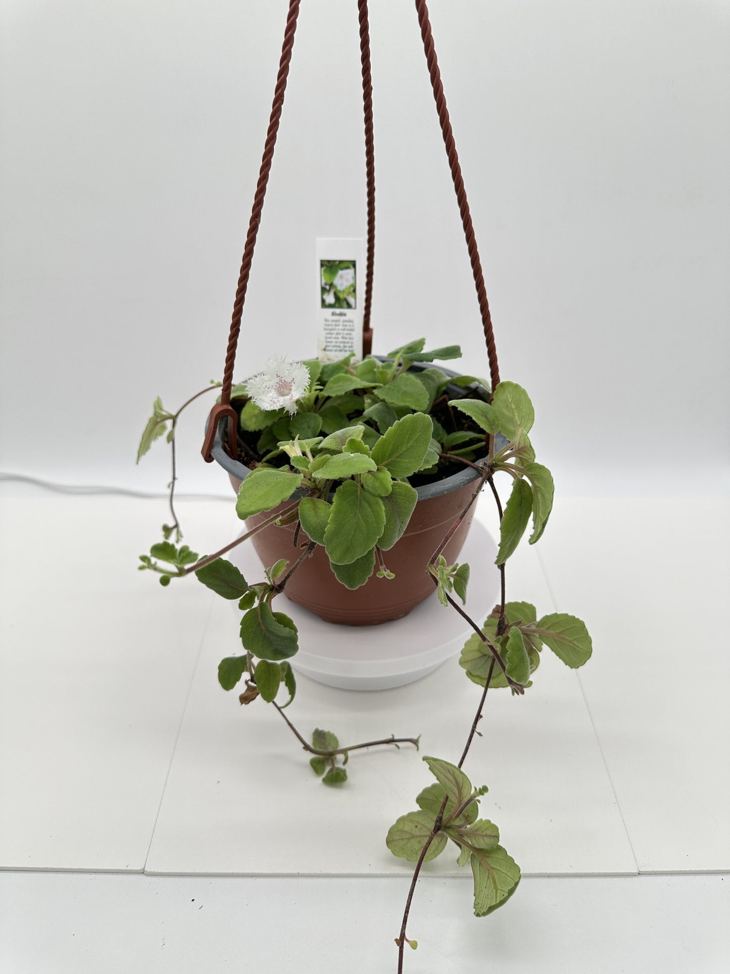 Alsobia 'Cygnet' - Live Plant 6" Hanging Basket