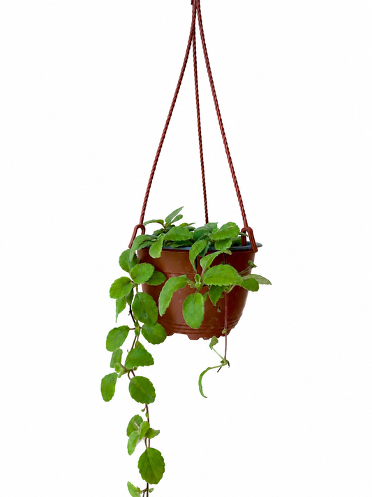 Alsobia 'Cygnet' - Live Plant 6" Hanging Basket