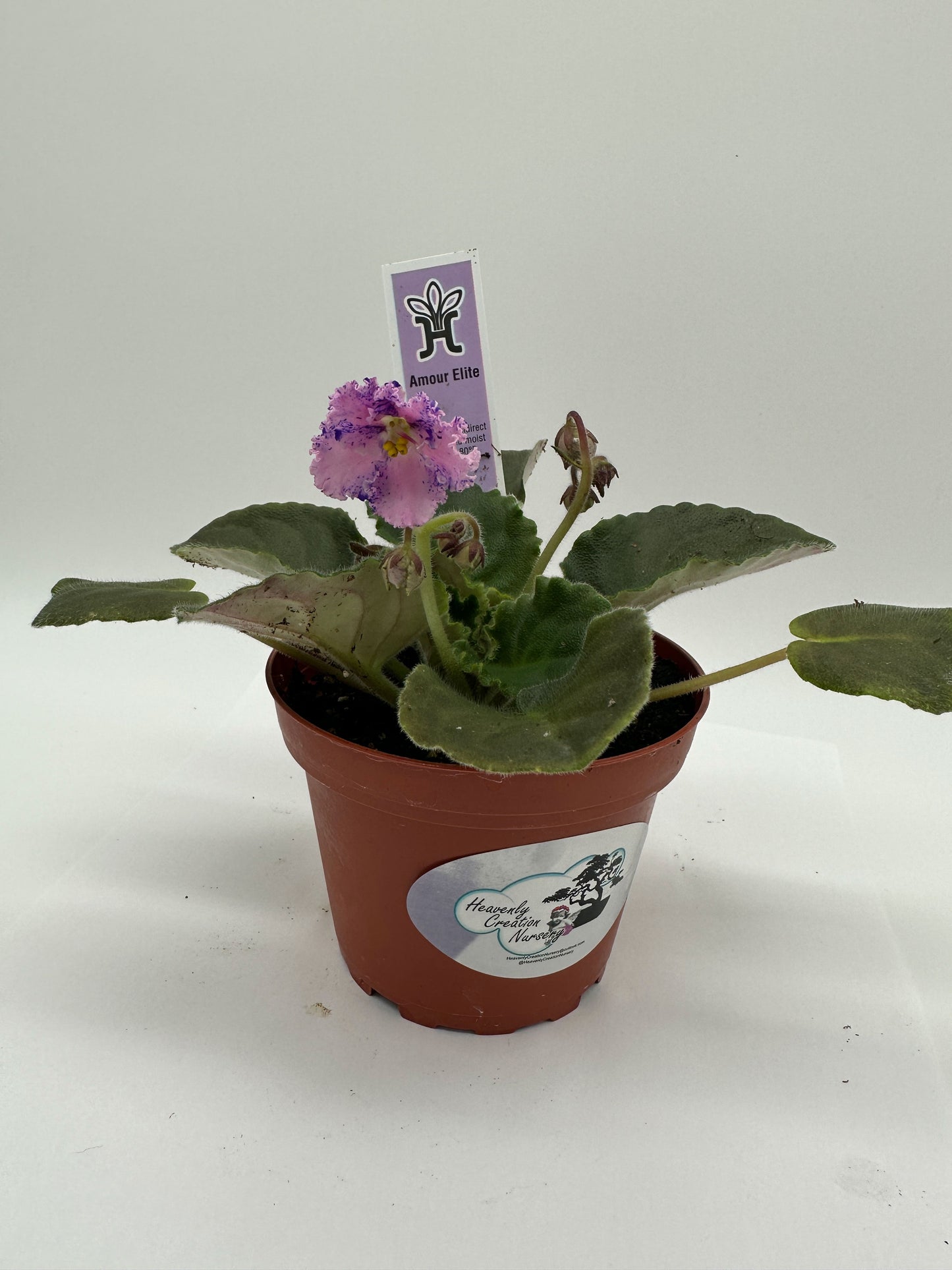 Amour Elite - Live African Violet 4"