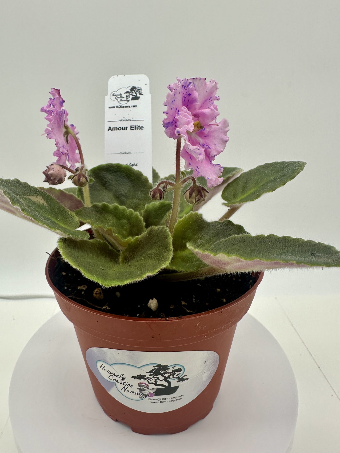 Amour Elite - Live African Violet 4"