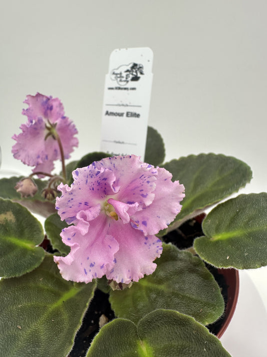 Amour Elite - Live African Violet 4"