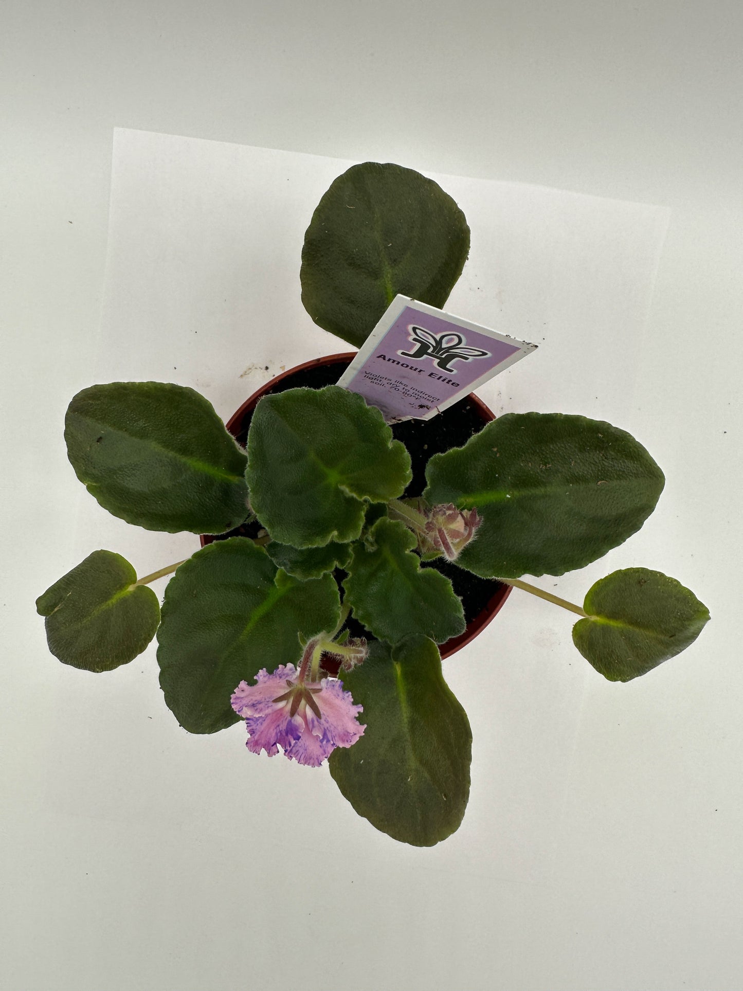 Amour Elite - Live African Violet 4"