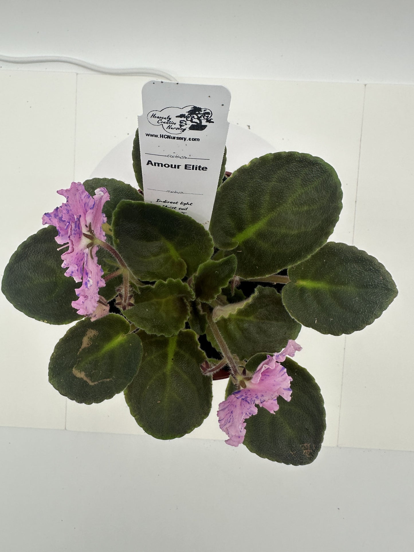 Amour Elite - Live African Violet 4"