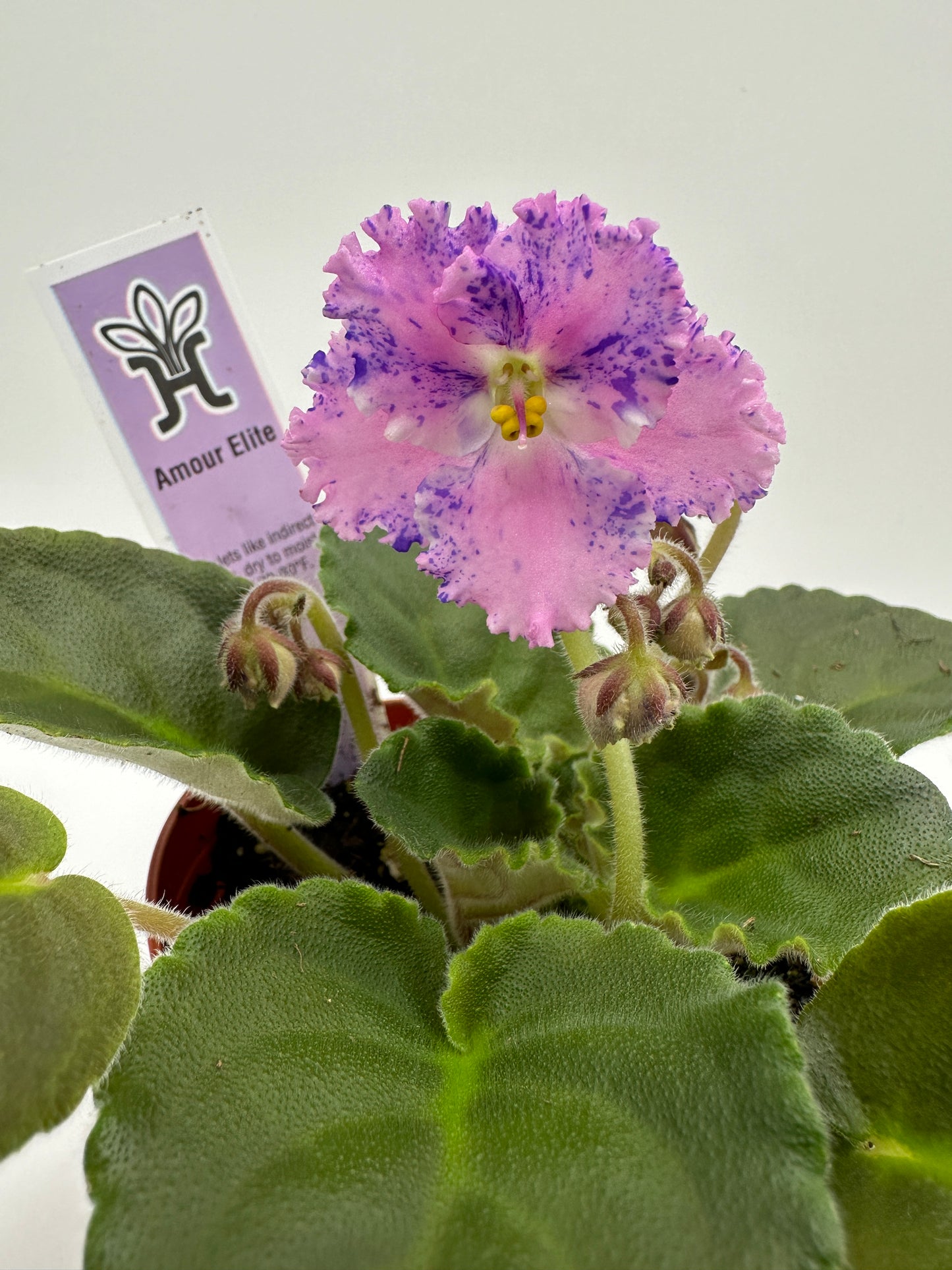 Amour Elite - Live African Violet 4"