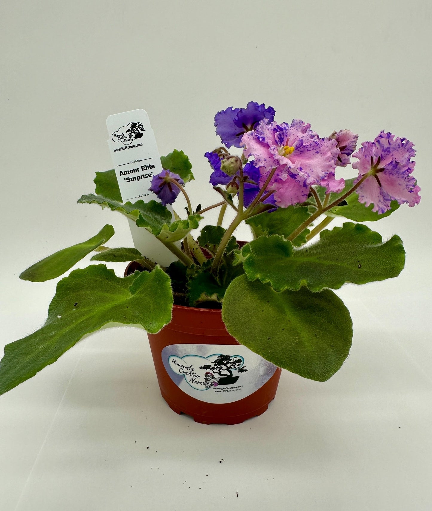 Amour Elite - Surprise - Live African Violet 4"