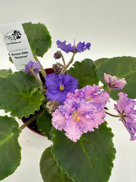 Amour Elite - Surprise - Live African Violet 4"