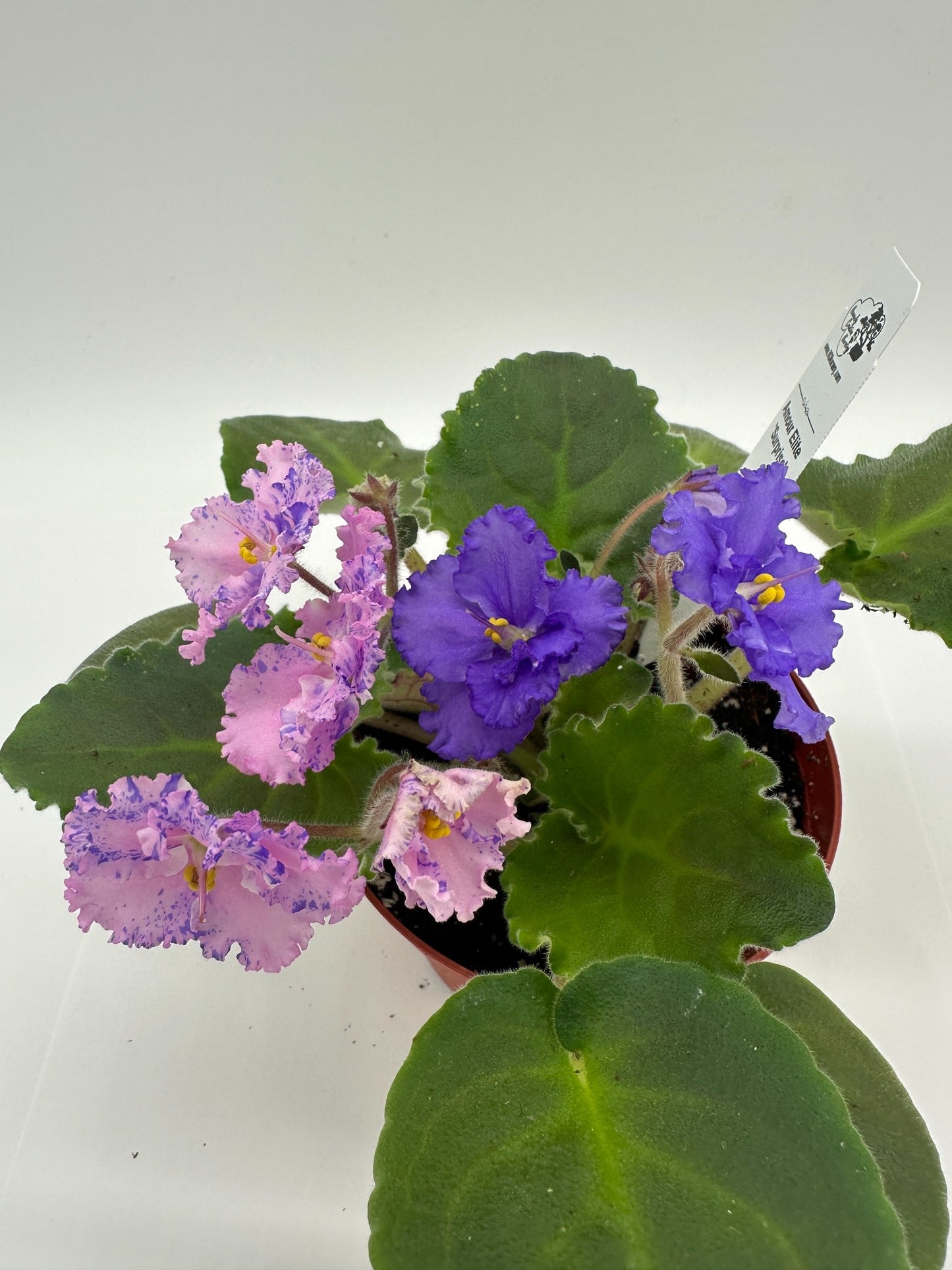 Amour Elite - Surprise - Live African Violet 4"