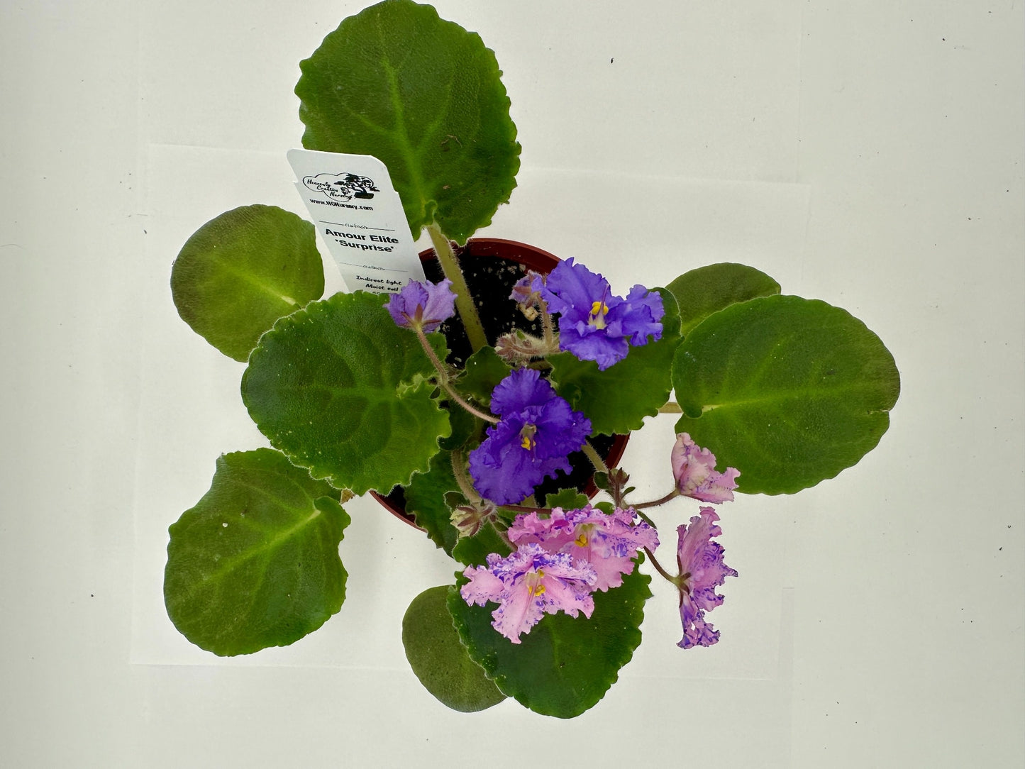 Amour Elite - Surprise - Live African Violet 4"