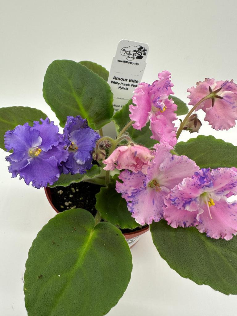Amour Elite - White/Purple/Pink Hybrid - Live African Violet 4"