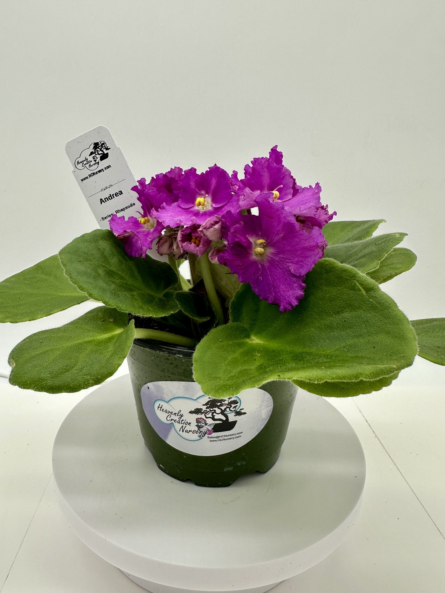 Andrea - Live African Violet 4" - Series: Rhapsodie