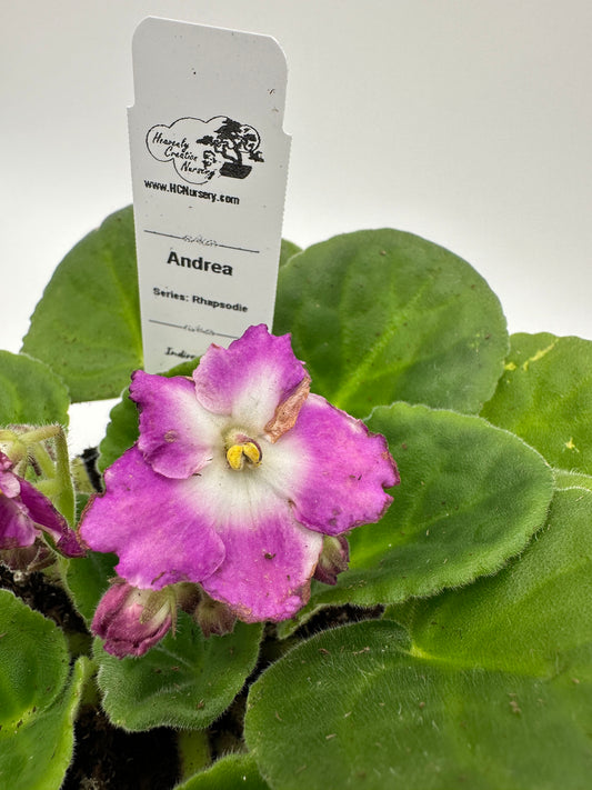 Andrea - Live African Violet 4" - Series: Rhapsodie