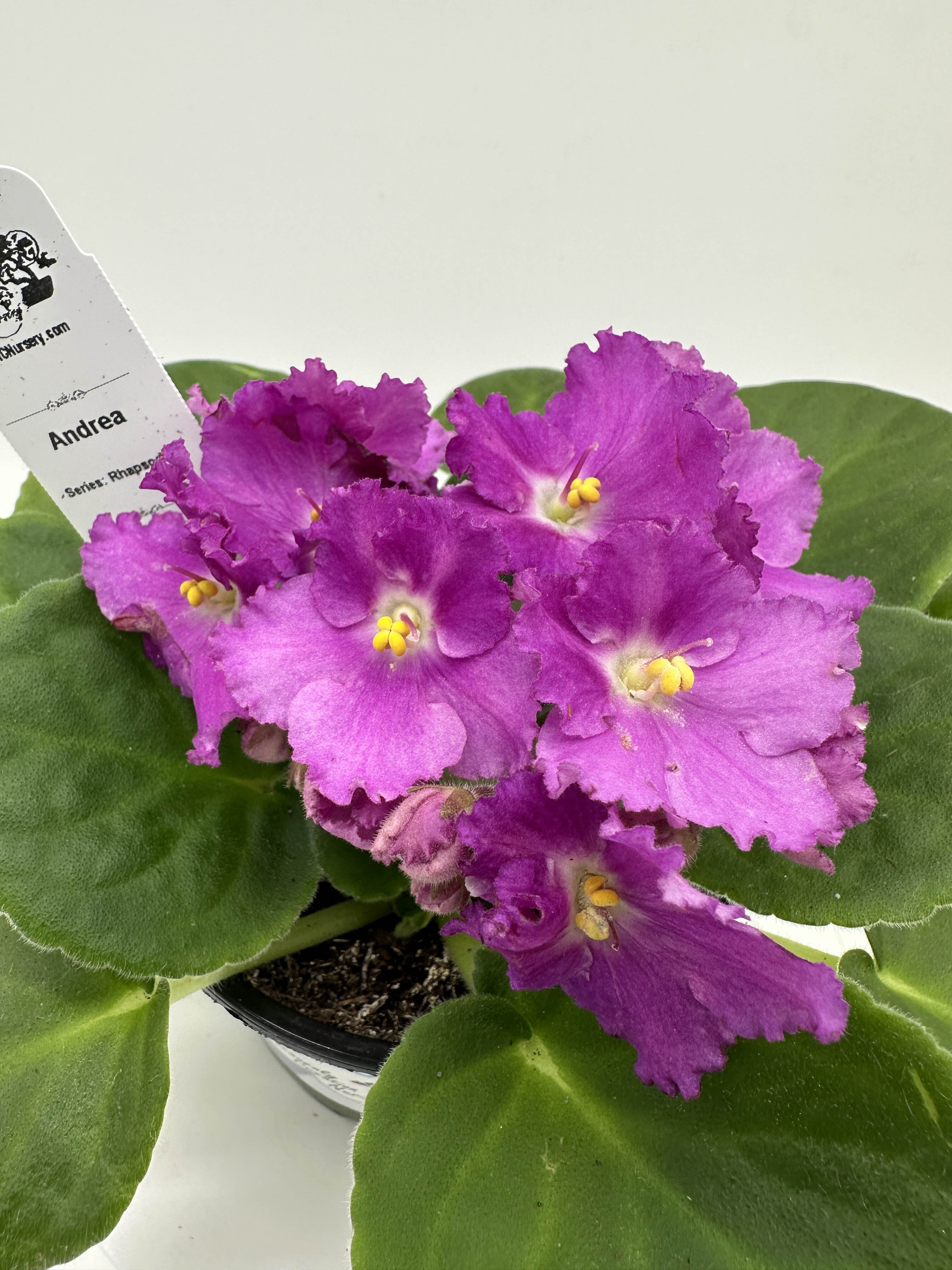 Andrea - Live African Violet 4