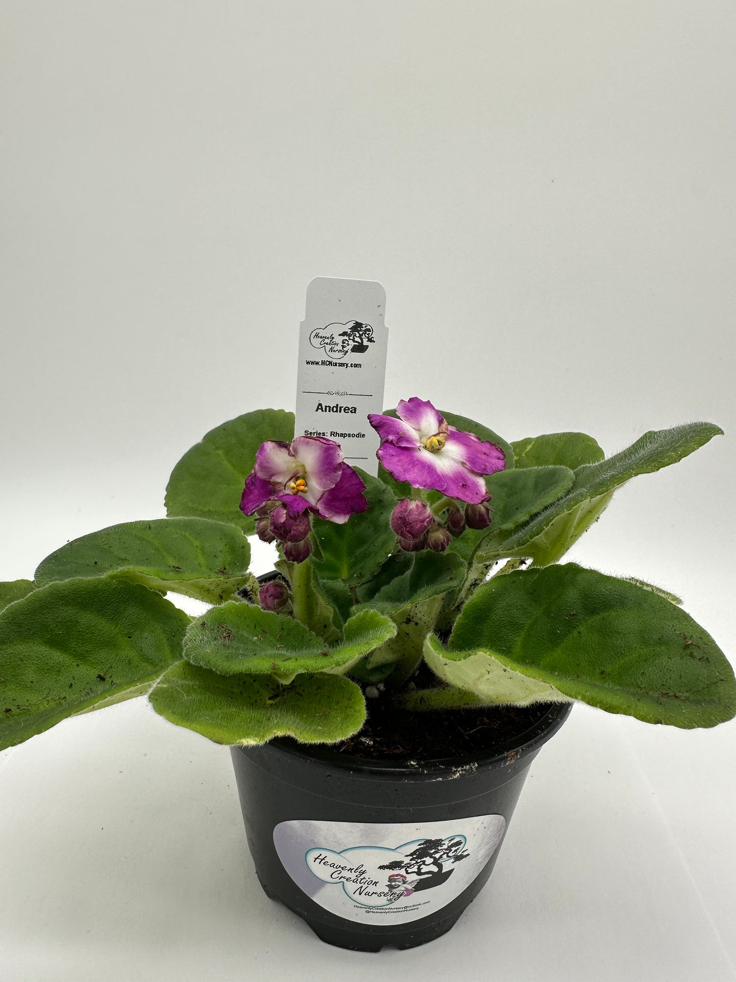 Andrea - Live African Violet 4" - Series: Rhapsodie