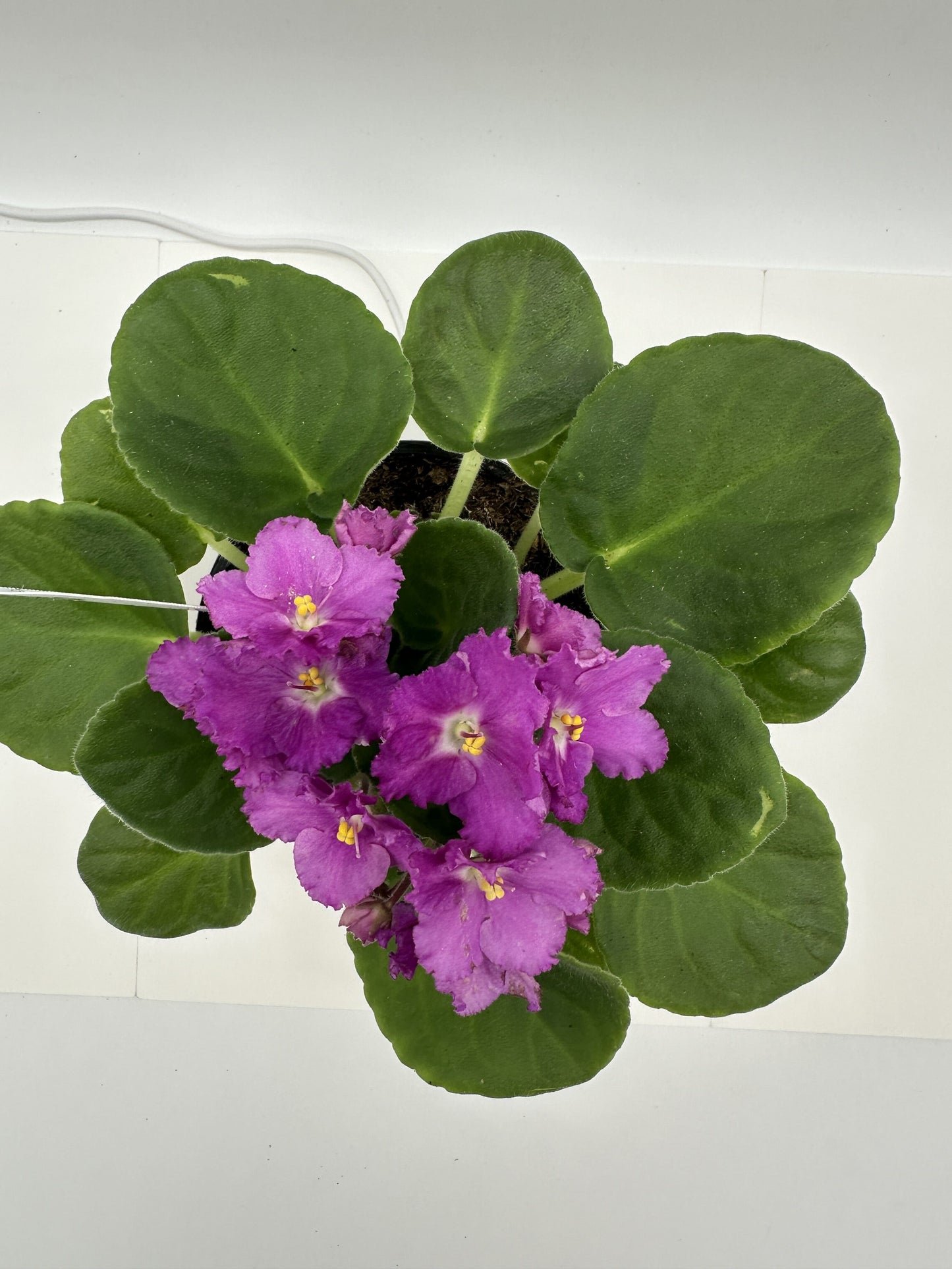 Andrea - Live African Violet 4" - Series: Rhapsodie