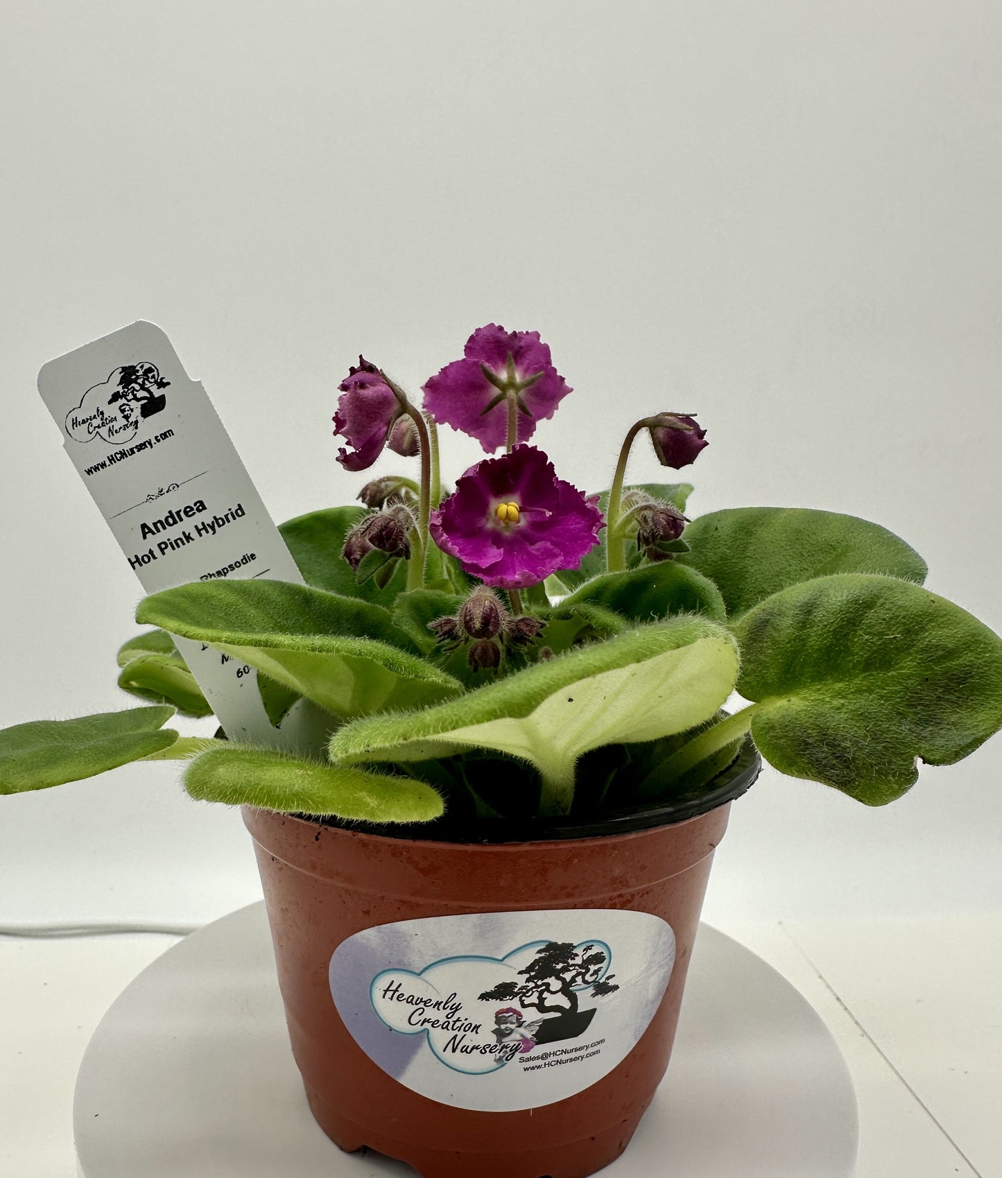 Andrea - Hot Pink Hybrid - Live African Violet 4" - Series: Rhapsodie