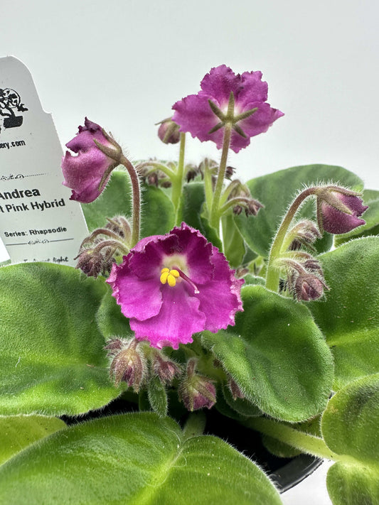 Andrea - Hot Pink Hybrid - Live African Violet 4" - Series: Rhapsodie