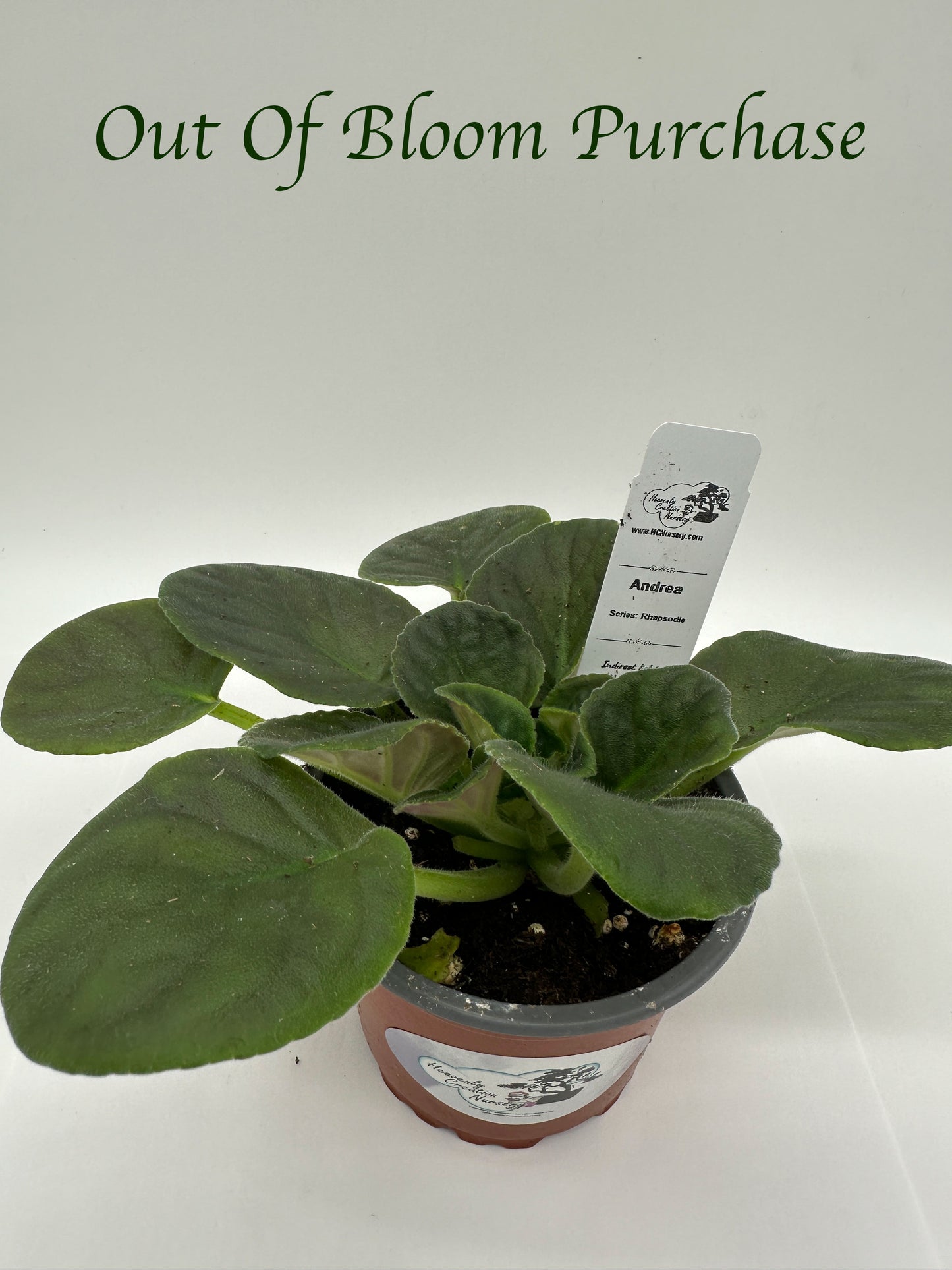 Andrea - Live African Violet 4" - Series: Rhapsodie