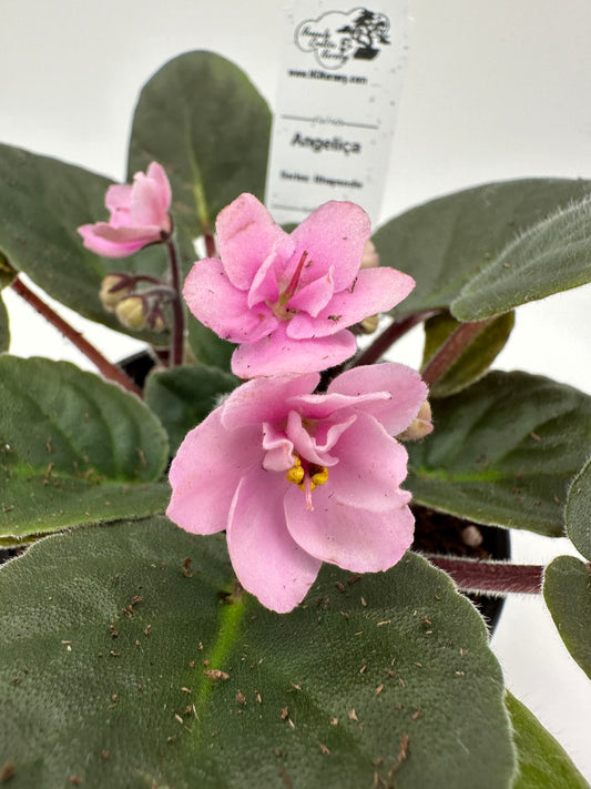 Angelica - Live African Violet 4" - Series: Rhapsodie