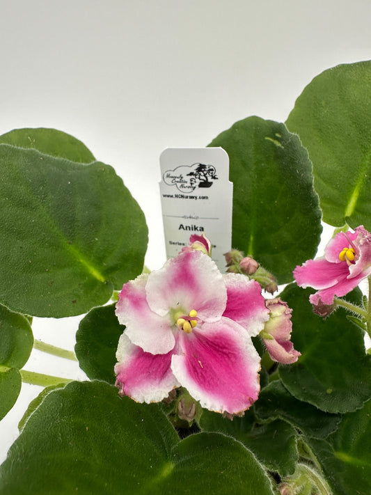 Anika - Live African Violet 4" - Series: Rhapsodie