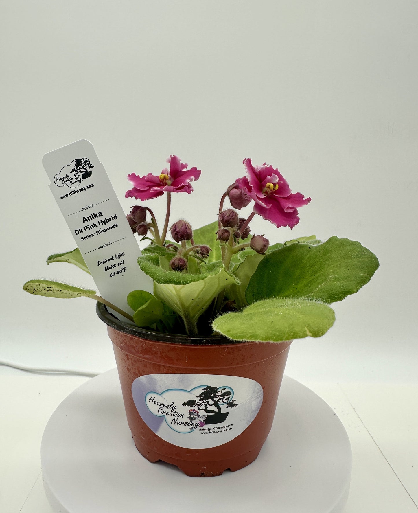 Anika - Dk Pink Hybrid - Live African Violet 4" - Series: Rhapsodie