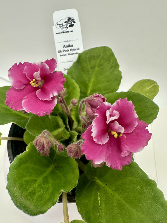 Anika - Dk Pink Hybrid - Live African Violet 4" - Series: Rhapsodie