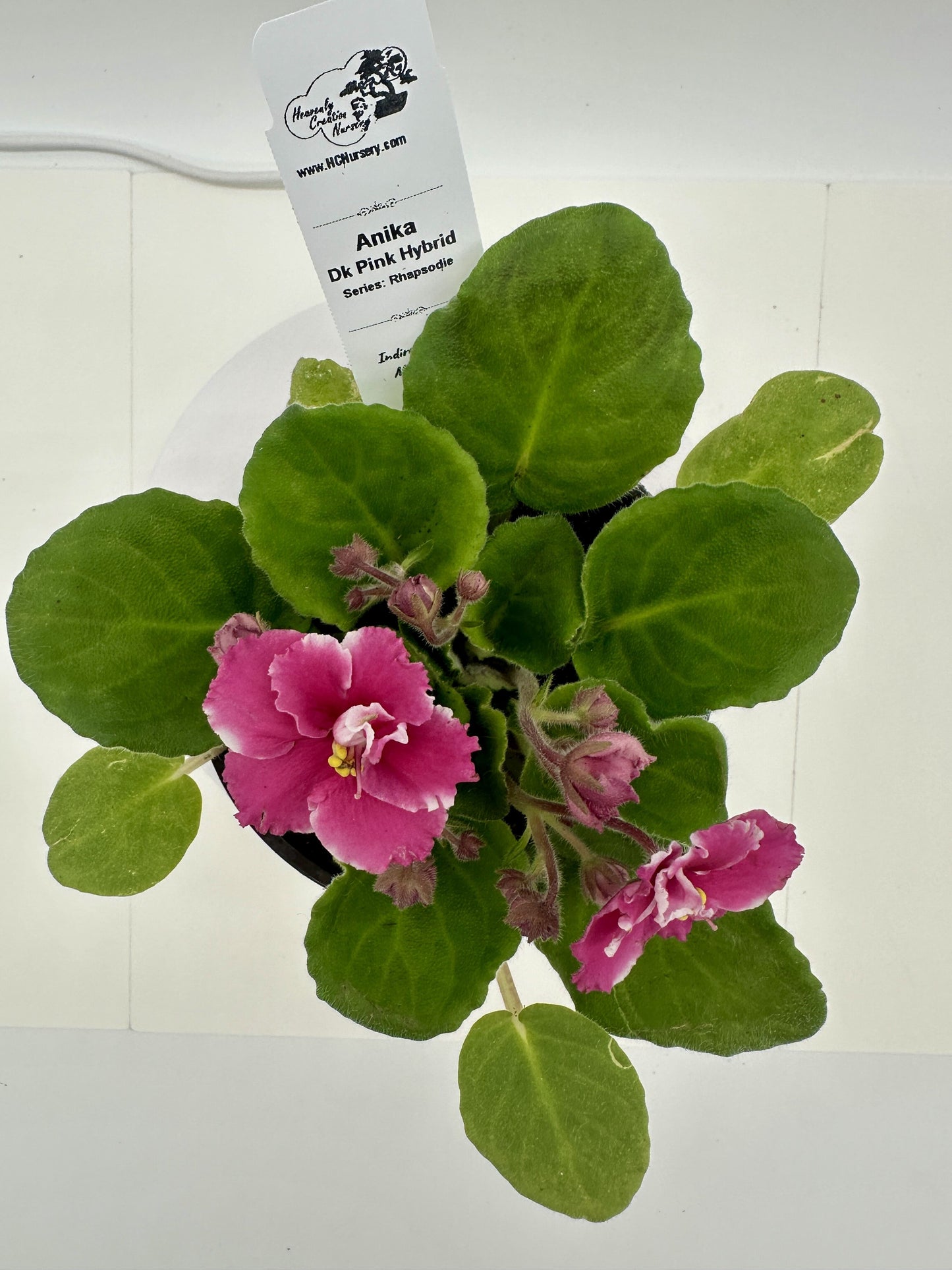 Anika - Dk Pink Hybrid - Live African Violet 4" - Series: Rhapsodie