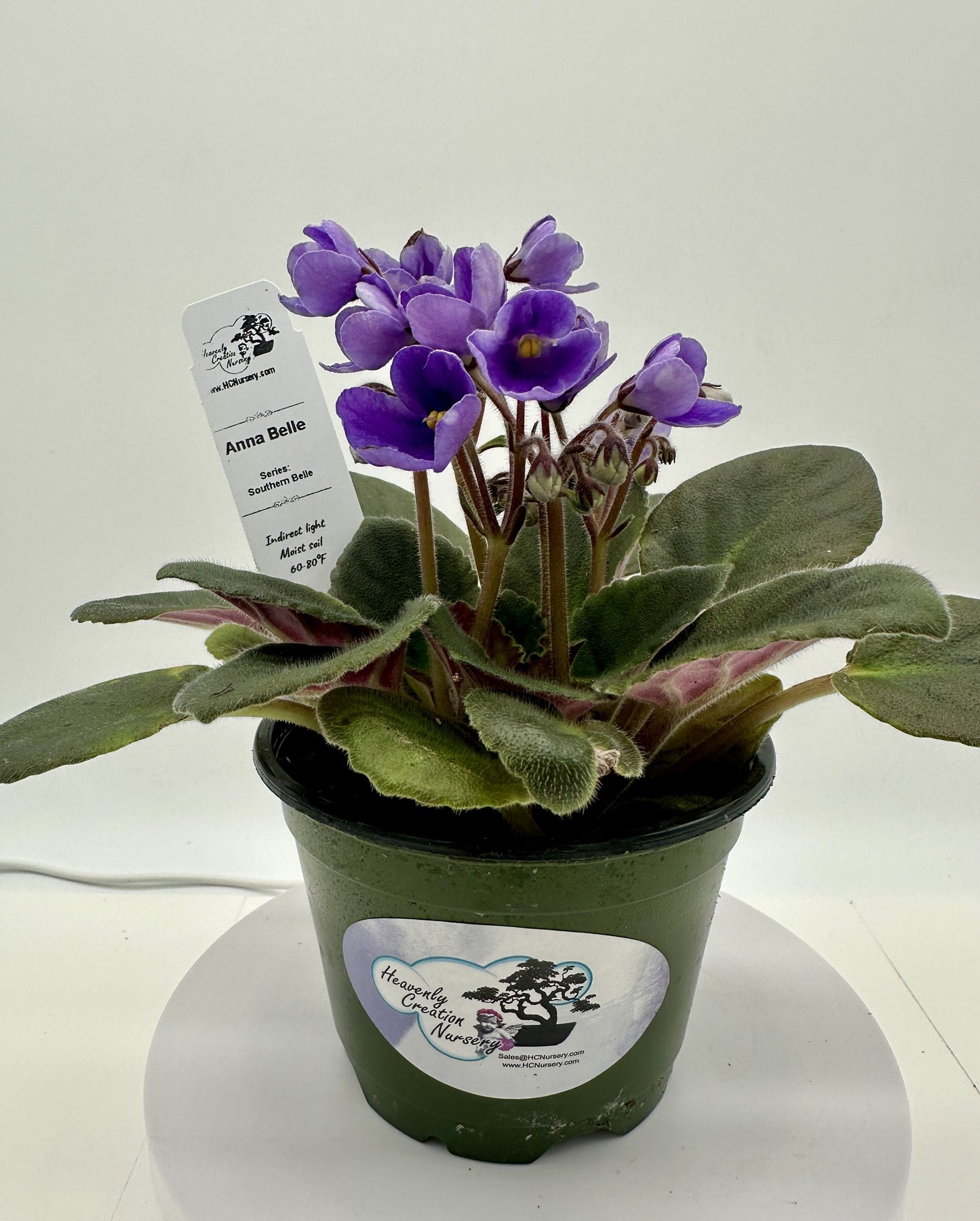 Anna Belle - Live African Violet 4" - Series: Southern Belle