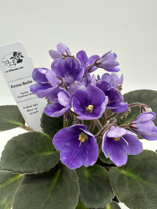 Anna Belle - Live African Violet 4" - Series: Southern Belle