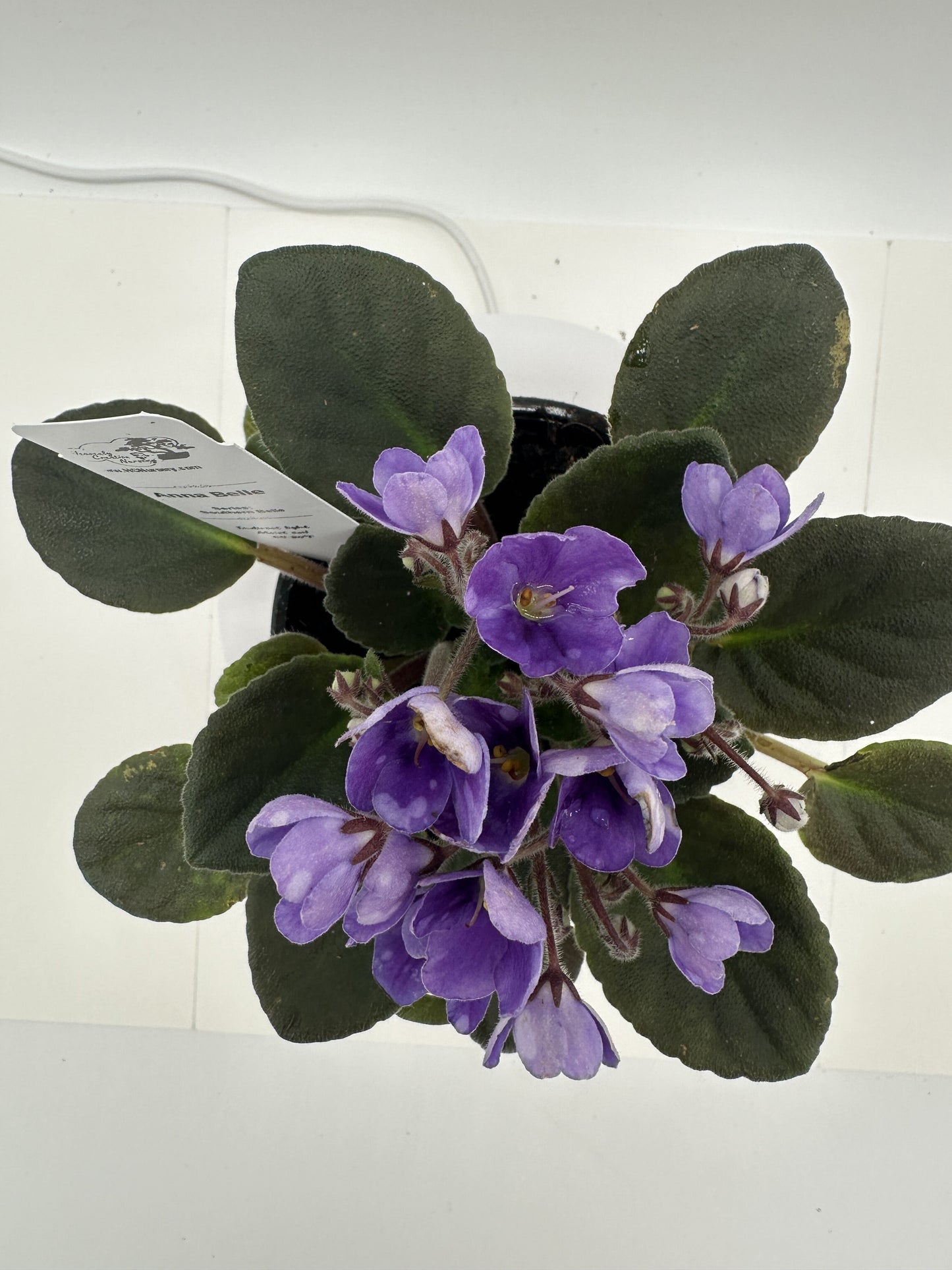 Anna Belle - Live African Violet 4" - Series: Southern Belle