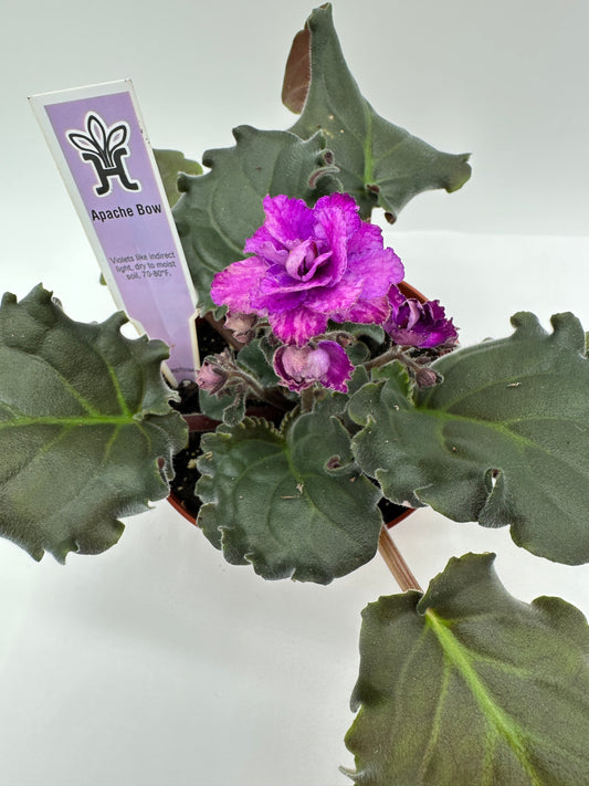 Apache Bow - Live African Violet 4"