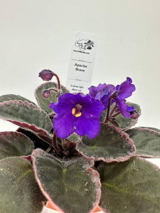 Apache Brave - Live African Violet 4"