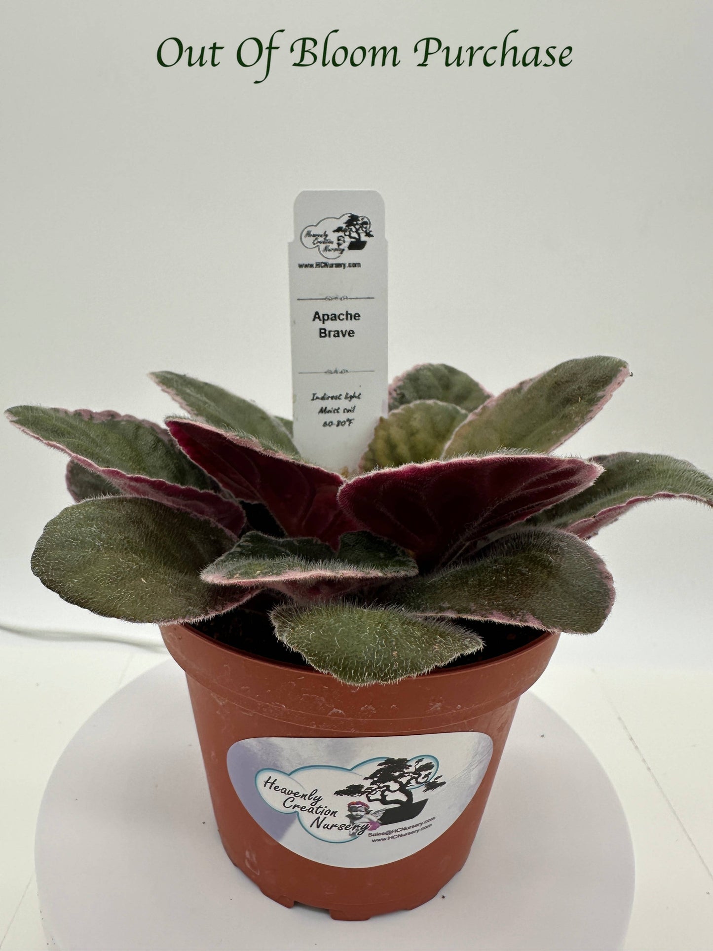 Apache Brave - Live African Violet 4"