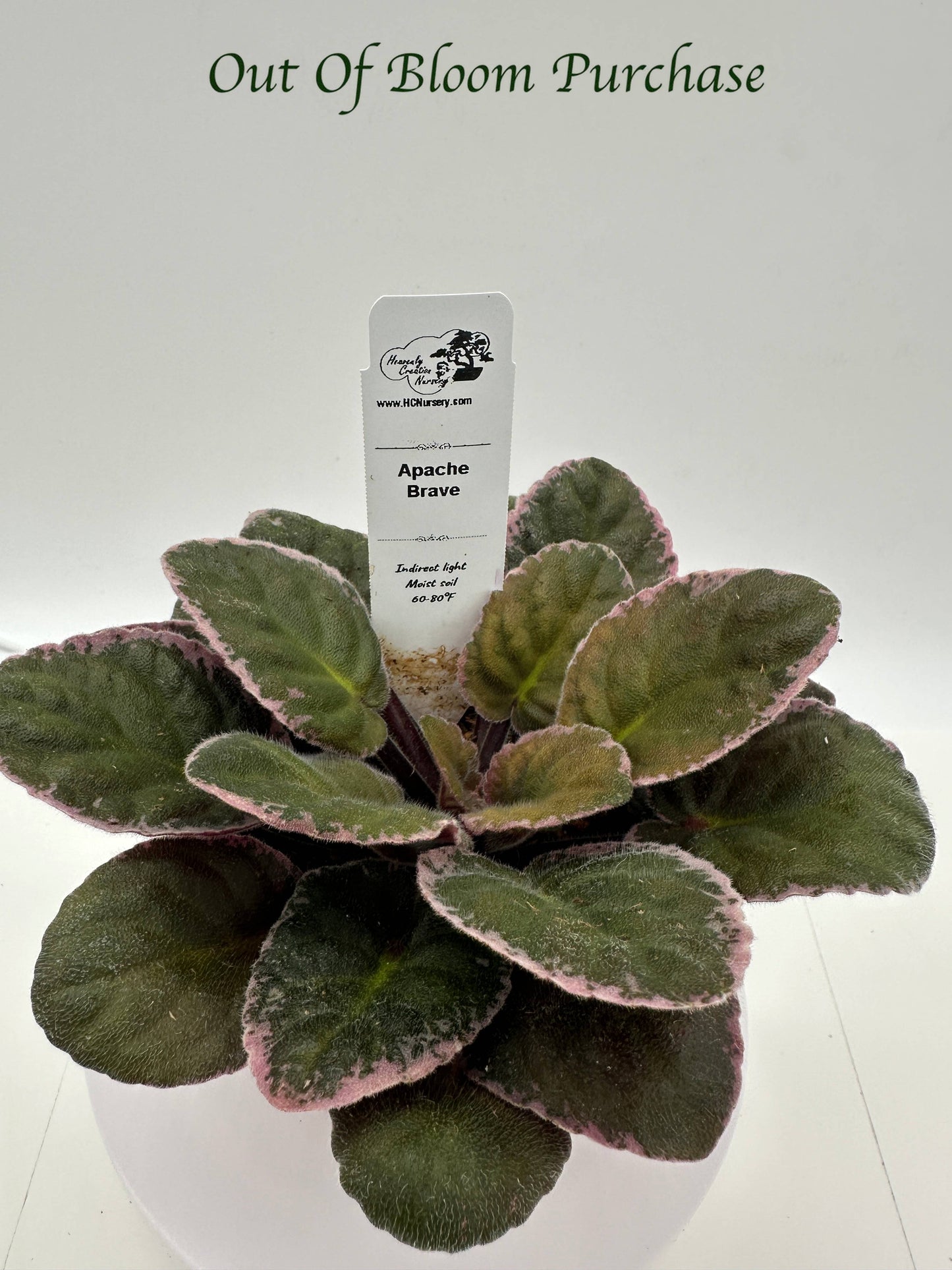 Apache Brave - Live African Violet 4"