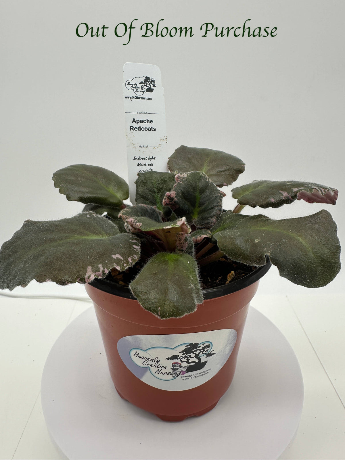 Apache Redcoats - Live African Violet 4"