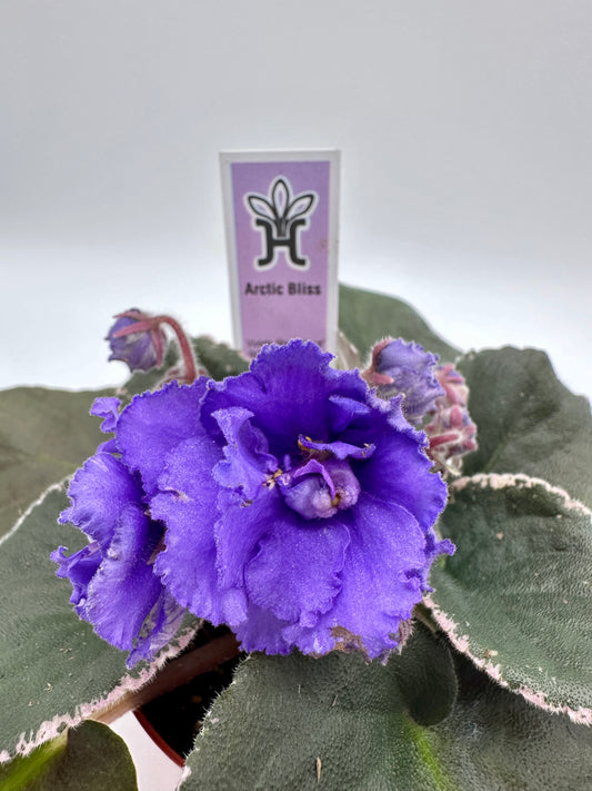 Arctic Bliss - Live African Violet 4"